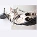 aolongwl Juguetes para Mascotas Puente De Gato con Cuerda Gato Árbol Torre...