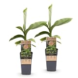 Green boutiQ - Plante fruitière - Musa Basjoo - Bananiers - Rustique - Vert - 2 Plantes - Pot 15cm - Hauteur 50cm