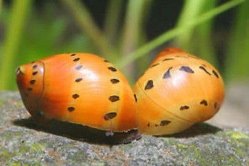 Swimming Creatures™ Zebra & Tiger Nerite Snail Combo Pack, Freshwater Aquarium Snail Live (5 Zebra & 5 Tiger Nerite Snail)
