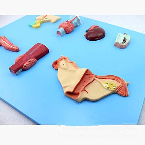 ERNZI Modelli di Materiale Educativo, Modello Educativo Modello Endocrino Organo Modello Digestive Sistema Pituitario Adrenale Umano