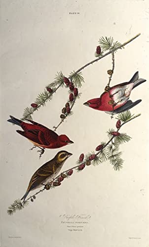 Tableau vintage le pinson pourpré John Audubon, impression toile graffiti 60x90cm