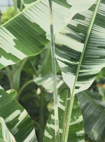 Amazon.com : Musa Florida Variegated Banana Tree - 5 Gal Live Plant - Fully  Rooted, Rare : Patio, Lawn & Garden
