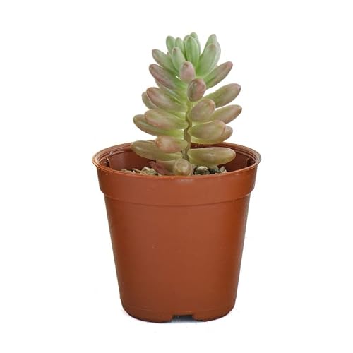 Miniatura 6 de Verdecora Pack 10 Crasas Suculentas Naturales Maceta Ø5cm