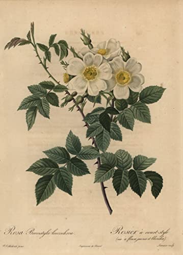Tableau White Dog Rose pour dynamiser un mur blanc vide avec une toile artistique de 60x90cm