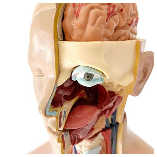 55 CM Mänsklig torso Anatomi modell Medicinska inre organ Trunk Människans inre kropp Modell för vetenskap Klassrumsstudie Display Undervisning medicinsk modell