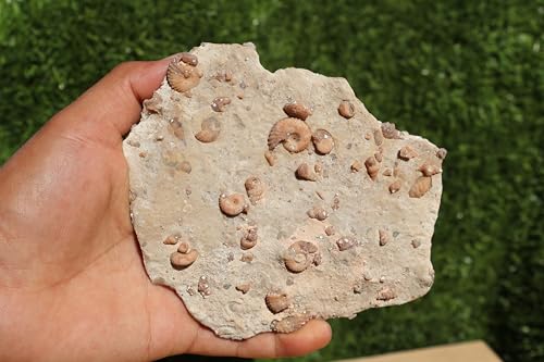 Image of Ammonites & Gastropods Plate Cretaceous Fossils Fossils from Morocco Fossil Rock ammonites Fossil from Morocco A112