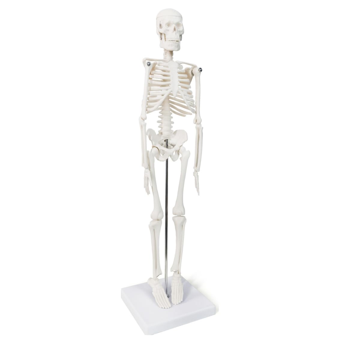 Skeleton Anatomical human skeleton model, a 17-inch mini human skeleton model with movable arms and legs, a scientific model for studying The basic details of The human skeletal system