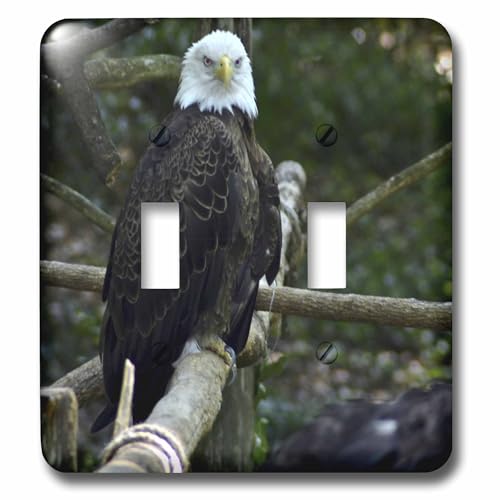 Bald Eagle interrupteur à bascule 3dRose lsp_53642_2 décoratif pour plaque murale - 2