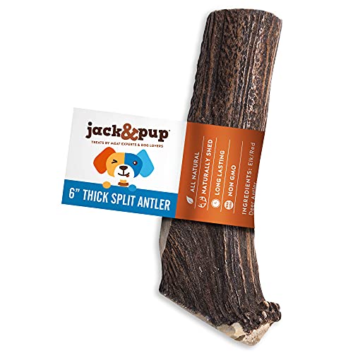 Jack&Pup Antlers for Dogs - 6-Inch Premium [Extra Thick] Grade Split Elk Antlers for Dogs Medium - Naturally Shed Odor Free Long Lasting Dog Antlers Treats Made in The USA - (Pack of 1)