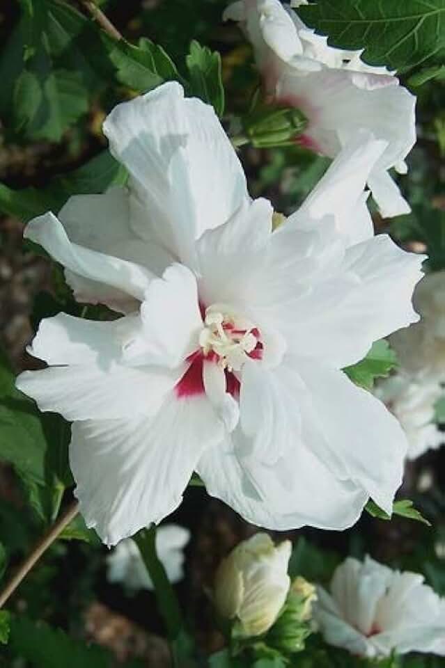 rose of sharon seed