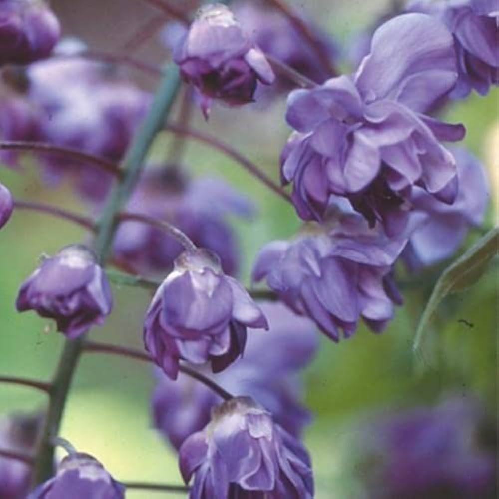 Amazon | フジ 八重黒龍藤 苗木 15cmポット苗木 | 植木