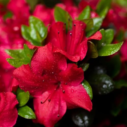 Shrub Johanna Azalea, 2.25 Gallon, Rich Green Foliage with Stunning Pink-Red Blooms