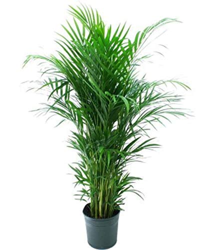 Gurveplantationi® - Live Palm Plant for Indoor & Outdoor (Areca Palm) (B09XBN9KRM) Amazon Price History, Amazon Price Tracker