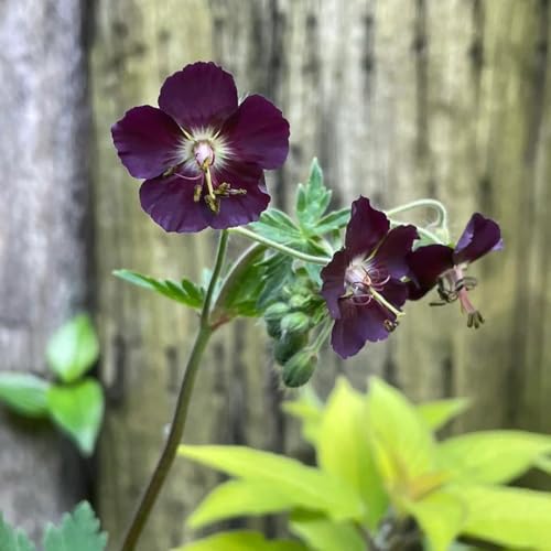 Semi di Geranio, copertura del terreno Geranio wilfordii, semi di da balcone resistenti serre semi di autunnali 350pcs