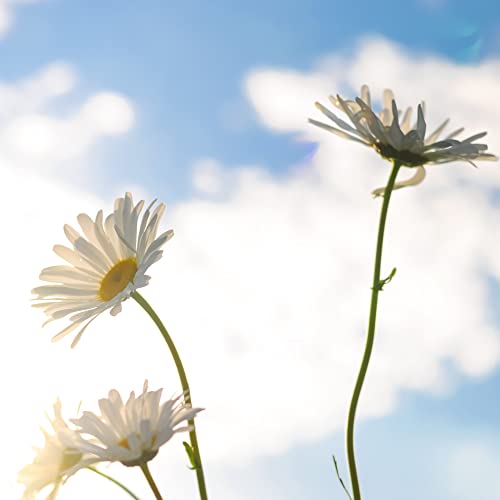 Gänseblümchen Samen (Bellis perennis) - Zarte Blumen mit langer Blütezeit für eine bunte Blumenwiese, das Beet, den Balkon und die Terrasse