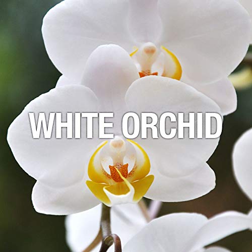 Curve Women's Perfume Fragrance, Casual Day Or Night Scent, Curve Crush, 1 Fl Oz #TOP4