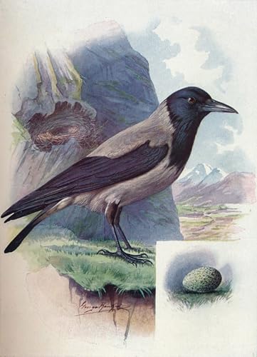Corbeau à capuchon tableau George Rankin pour créer une ambiance cabinet de curiosités au salon