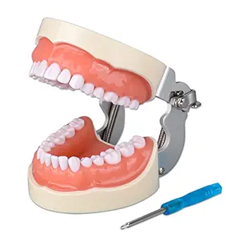 Ultrassist Typodont Teeth Model with 32 Detachable Teeth for Dental Hygiene Students, Suitable for Teaching, Practice and Study, with a Small Screwdriver