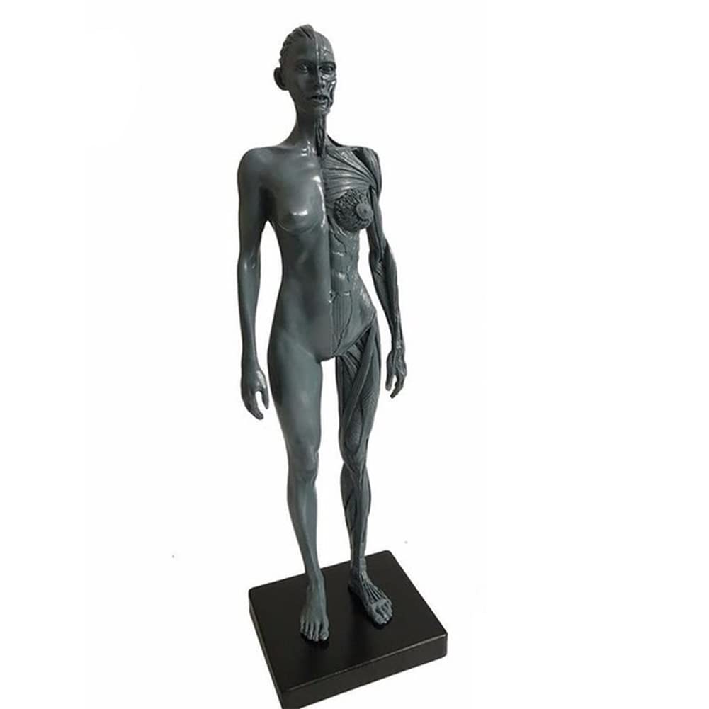 Materiale di anatomia umana maschile e femminile Ecorche e materiale di laboratorio per modelli di pelle, riferimento anatomico per artisti