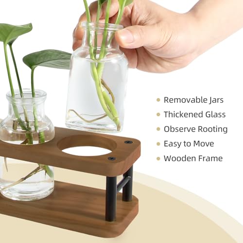 Vases de propagation en verre pour sauver vos boutures sans risque de pourriture