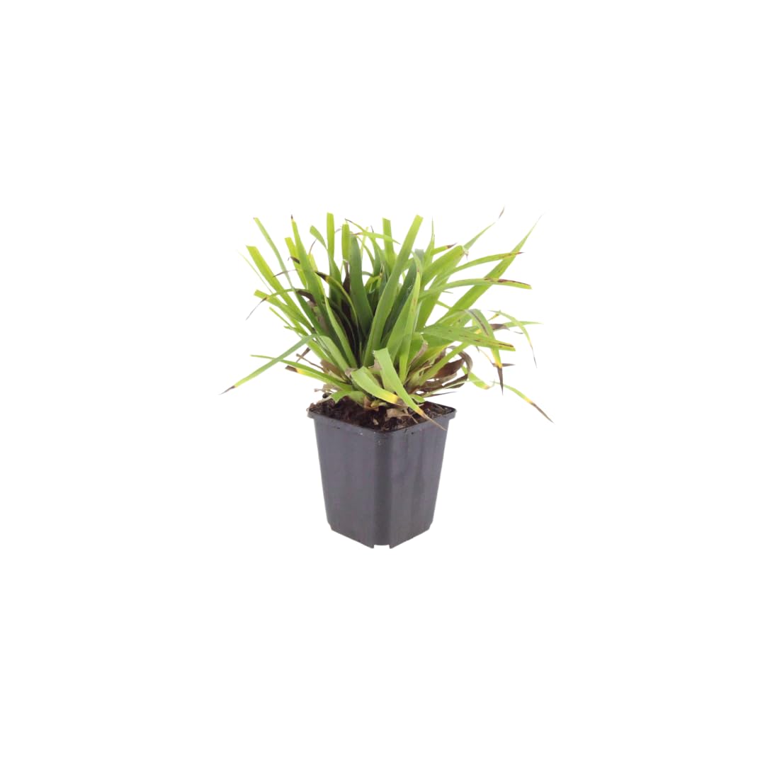 Luzula Sylvatica Sempreverde, per Giardini Ombreggiati, Verde, Set da 24
