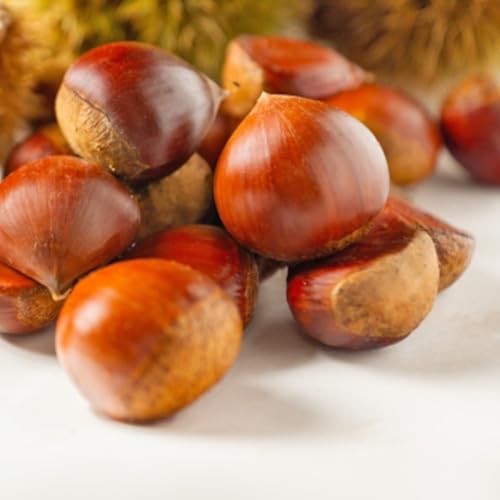 [ 先行予約 ] 栗 2kg ( 1kg × 2袋 ) 茨城県産 貯蔵 石鎚栗 生栗 くり クリ マロン 栗ご飯 栗ごはん 果物 フルーツ 冬 正月 おせち いしづち JA全農いばらき JA [ 2026年1月20日以降発送開始 ]