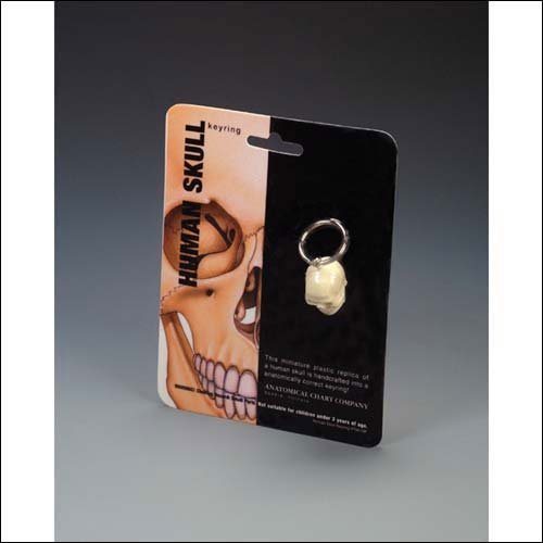 Anatomical Key Ring - Skull