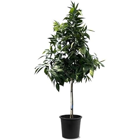 Sunny Tree 8 Year Old Mandarin Tree Cover