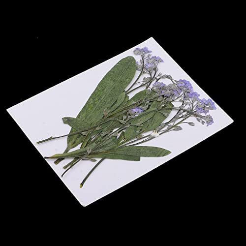 12 flores secas prensadas natural para manualidades miniatura 7