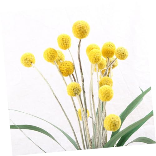 Alipis 30pcs Flores Secas Amarillas Craspedia miniatura 6