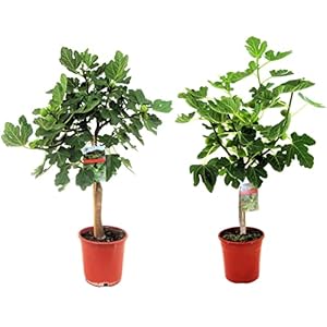 Plant in a Box – Ficus Carica – Set van 2 fruitbomen – Pot 21cm – Hoogte 70-90cm