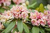 Rhododendron Hybride 'Brasilia' 30-40 cm – Immergrün, Winterhart, Mehrjährig – Alpenrose – Zierstrauch für Garten & Kübel