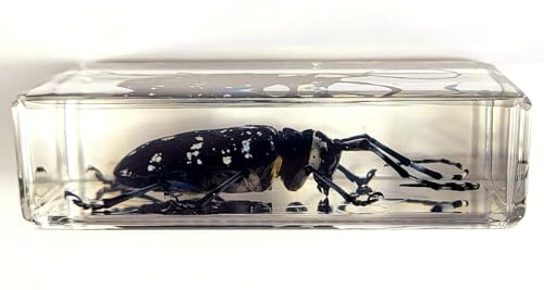 Image of 2.9 inch Real Citrus Long-Horned Beetle in Crystal Clear Lucite Resin Paperweight Specimen Preserved Anoplophora Chinensis Insect Taxidermy Collection for Biology Science Education Display Supplies