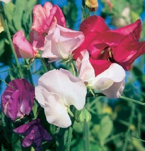 Flower Sweet Pea Mammoth Choice Mix FBA-1488 (Multi) 50 Non-GMO, Heirloom Seeds Flower Sweet Pea Mammoth Choice Mix FBA-1488 (Multi) 50 Non-GMO, Heirloom Seeds