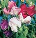 David's Garden Seeds Flower Sweet Pea Mammoth Choice Mix SL1408 (Multi) 50 Open Pollinated Seeds