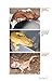 Crested Geckos (CompanionHouse Books) How to Care for Your Pet Lizard, Including Selecting Cresties, Heating, Lighting, Housing, Feeding, Maintenance, Recognizing Disease, & More, with Over 150 Photos