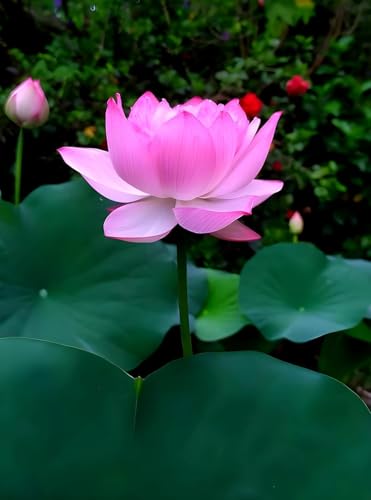 Image of Very Beautiful All Season White-Pink Water Lotus(Pack Of-1) /Water Kamal /Water Lily Plant (TUBER) Original Hybrid Veriety Blloming With In 30 Days For Outdoor & Indoor Live Plant.