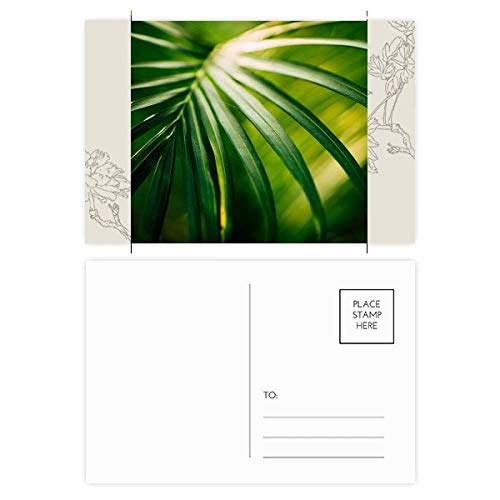 Carte postale fleur et nature DIYthinker | Lot de 20 cartes postales photo soleil 14x9cm