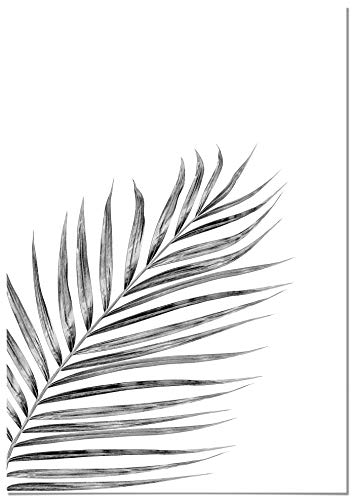 Panorama Póster Hoja de Palmera Negra 50x70cm - Impreso en Papel de 250gr - Cuadros Modernos Decoración Salón y Dormitorio - Láminas Decorativas