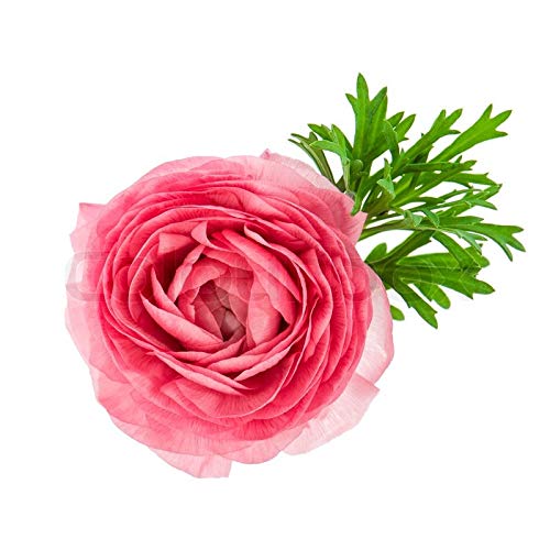 Pink French Peony Ranunculus - 12 Largest Size Corms Bulbs