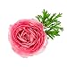 Pink French Peony Ranunculus - 12 Largest Size Corms Bulbs