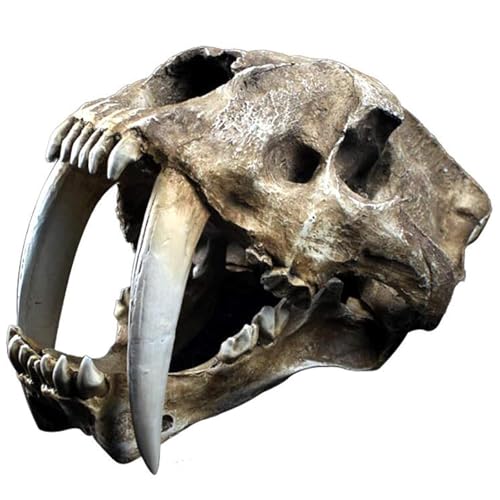 Modelo De Cráneo De Tigre Dientes De Sable Smilodon - Modelo De Cabeza De Cráneo De Animal De Tamaño Natural 1:1 - Réplica Realista De Tigre Dientes De Sable Smilodon - Para Estudio, Enseñanza
