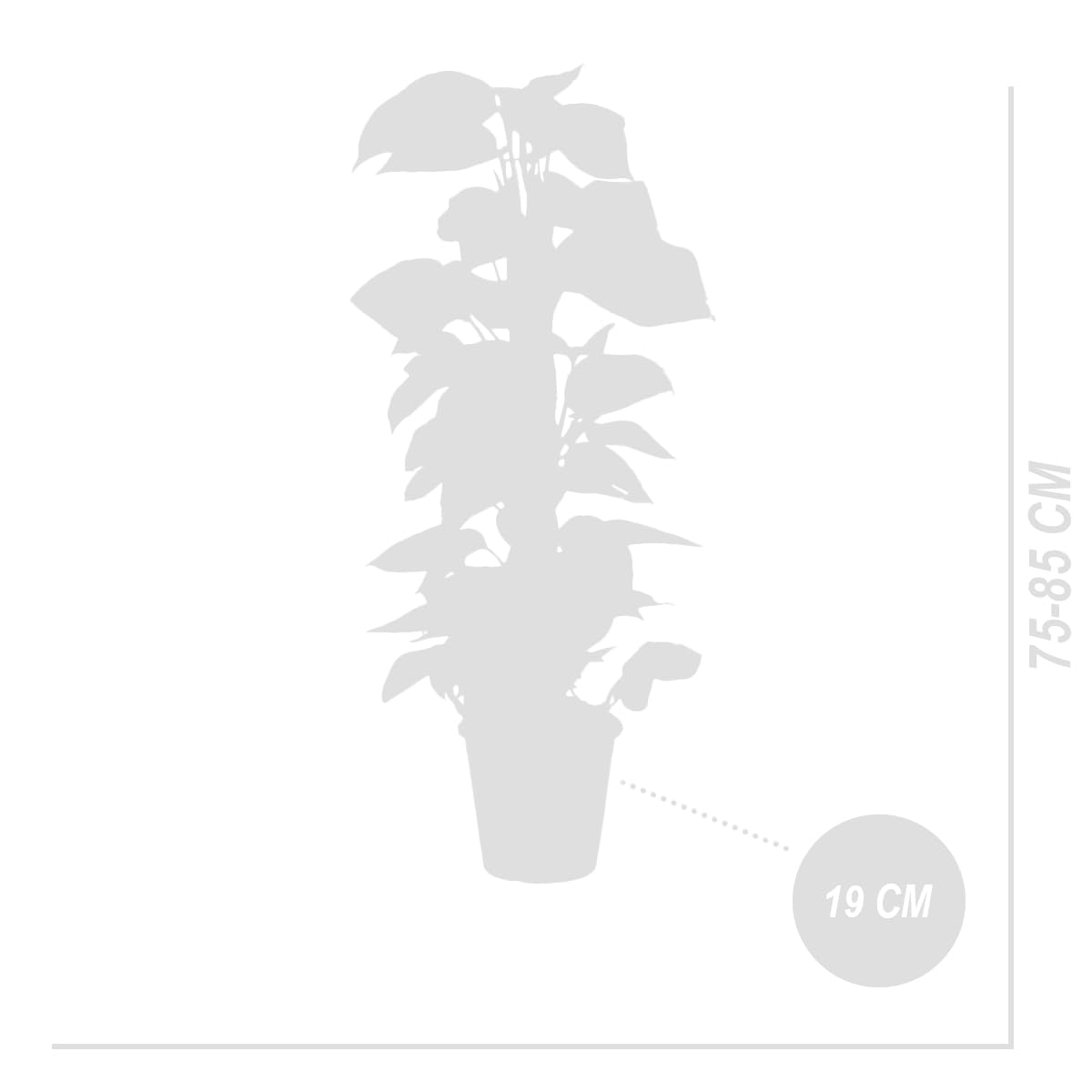 Bloomique - 2er-Set - Epipremnum Aureum - Efeutute - Drachenefeu - Kletterpflanzen - Zimmerpflanzen - Luftreinigend - Höhe 70-90 cm - Topf 19 cm