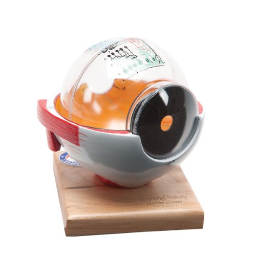 Image of Denoyer Geppert 0102-00 Giant Five-Part Eye Model with Functional Lens