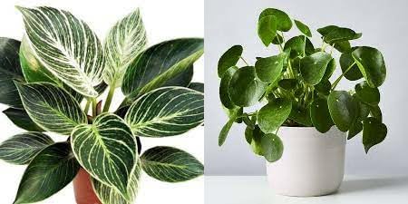 GLOBALPLANTS INDOOR PHILODENDRON & HIGBRIDE COIN LIVE PLANT PACK OF 2. WITHOUT POT FRESH HEALTHY 2 LIVE PLANT (B0D2VXNFS6) Amazon Price History, Amazon Price Tracker