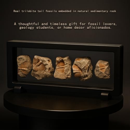 image for YXGTHGQZ Trilobite Fossil Display Set – 5PCS Authentic Prehistoric F