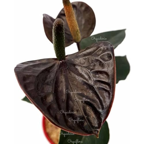 Muda Mini Anturio Negro Jovem Florida Planta Natural No Vaso Exótica Rara