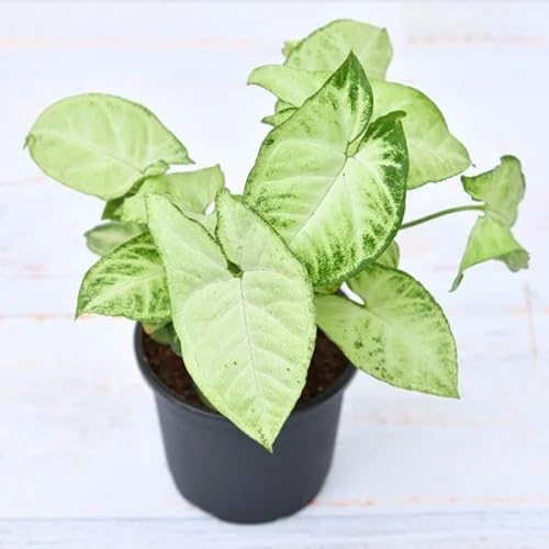 Kalfo Syngonium Live Indoor Plant Pixie Indoor Plant Air Purifier Plant Cream Allusion Syngonium Oxygen Indoor Plant-image-2