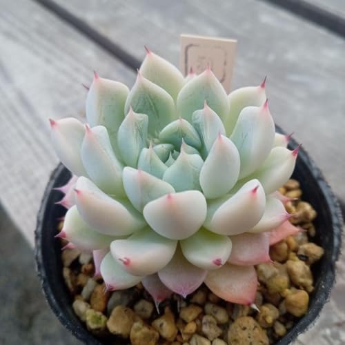 �����A�� �i�A���o?�U���S�[�T�j?�`�����G���V�X�C�G�R��