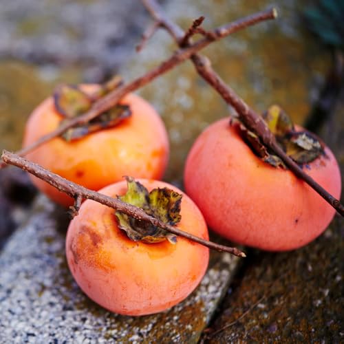 Set 2 Persimmon Tree Seedlings, Persimmon Fruit Bare Roots for Planting Outdoor, 6-12 Inches Tall